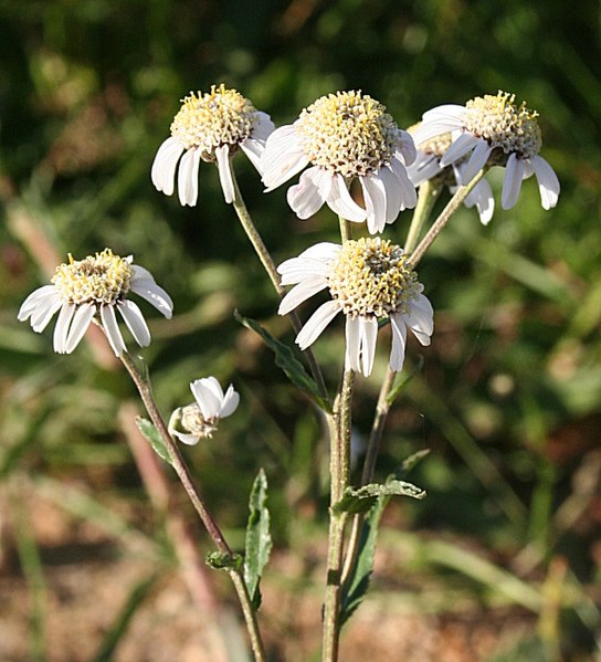 File:Sneezewort (Achillea ptarmica).jpg