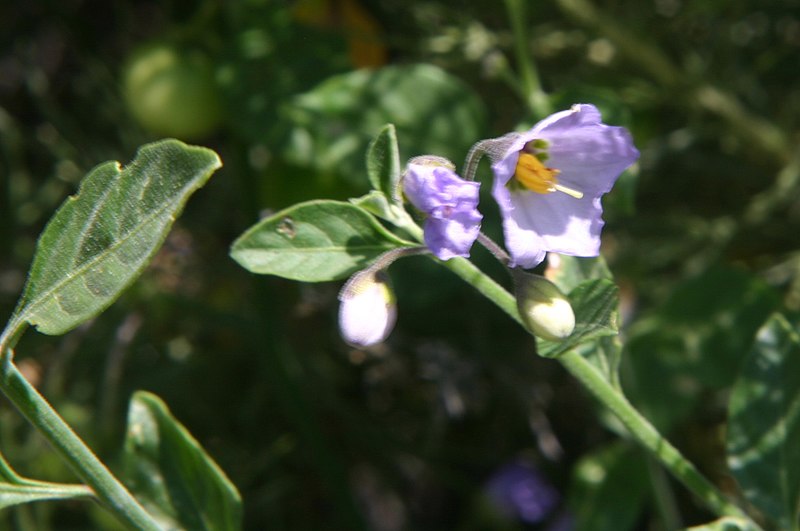 File:Solanum umbelliferum Bluewitch.jpg