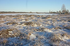 A frozen bog in the park