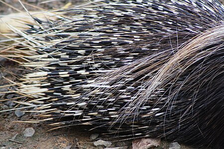 Tập_tin:South_African_Cape_Porcupine,_Hystrix_africaeaustralis;_porcupine_quills_close_up.JPG