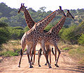 Kruger Park giraffes fighting