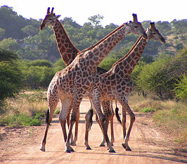 Kaapse giraffe