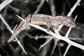 Descripción del Gecko de cola espinosa del sur (Strophurus intermedius) (9388207145) .jpg.