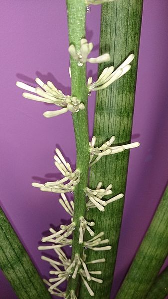 File:Spear Sansevieria flower.jpg