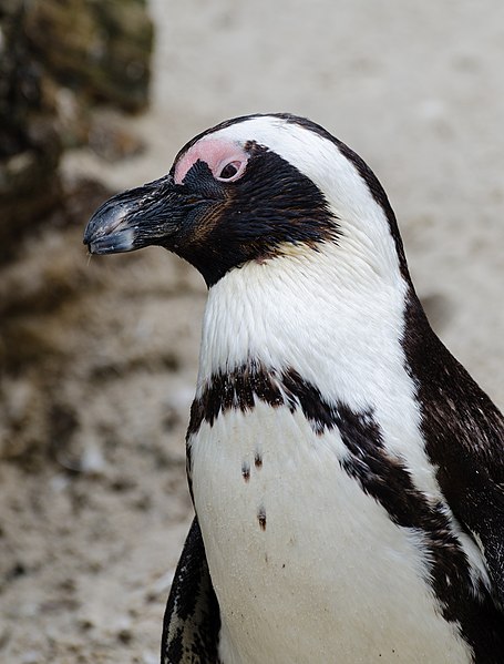 File:Spheniscus demersus-Zoo-Muenster-2013.jpg