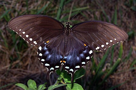 Papilio troilus