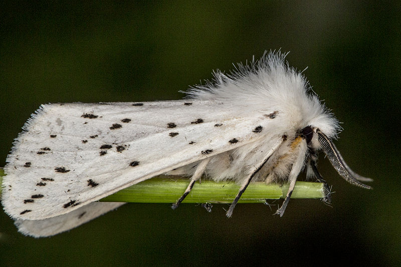 File:Spilosoma lubricipeda, Lodz(Poland)03(js).jpg