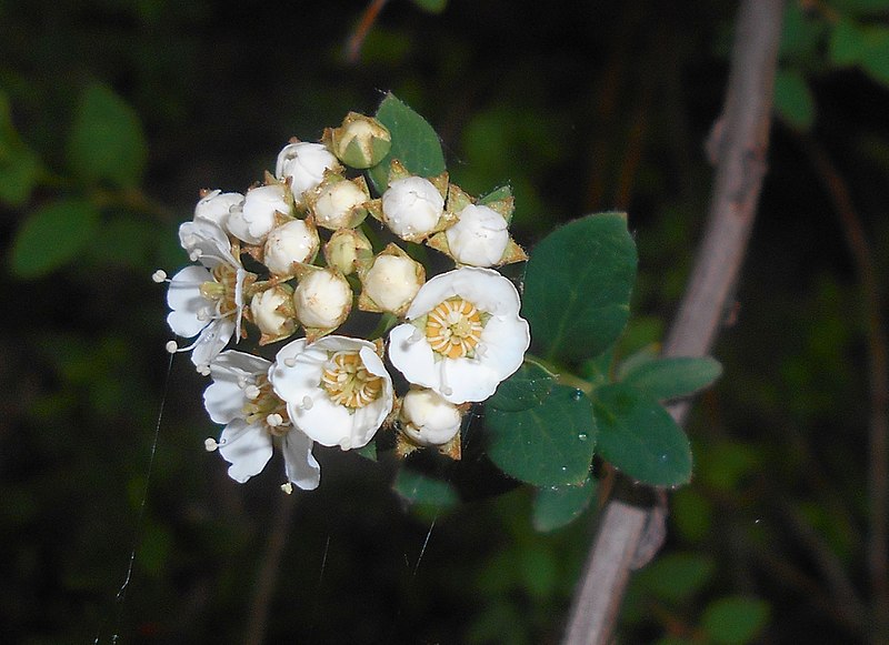 File:Spiraea hypericifolia 2016-05-17 0788b.jpg