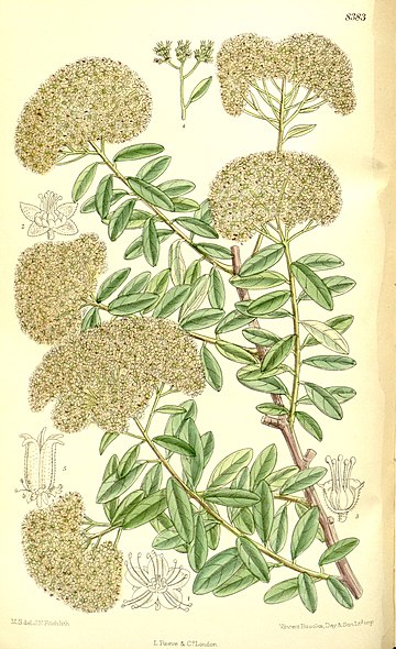 Bågspirea