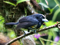 ♀ Capito maculicoronatus