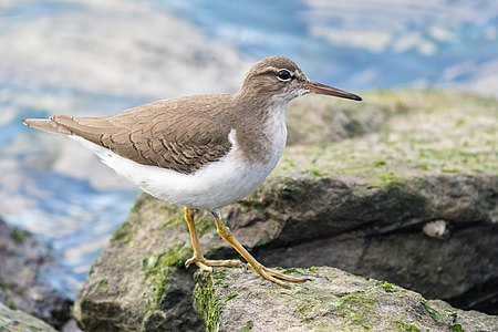 "Spotted_Sandpiper_(non-breeding_plumage)_(32877802088).jpg" by User:Tomer T