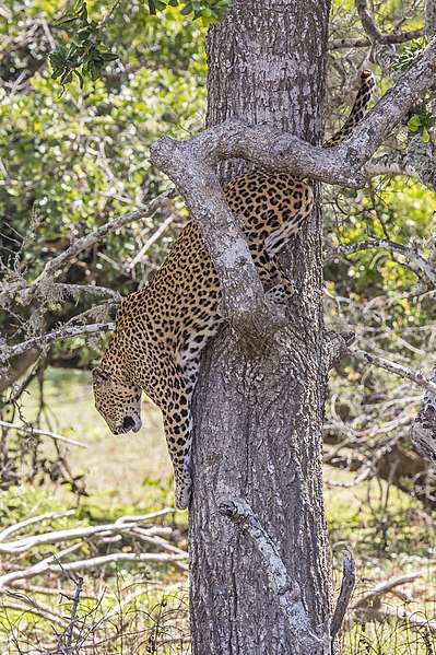 File:Sri Lankan leopard (Panthera pardus kotiya) female 6.jpg