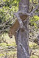 * Nomination Sri Lankan leopard (Panthera pardus kotiya) female --Charlesjsharp 12:04, 17 March 2022 (UTC) * Promotion  Support Good quality. I suggest making the summary more descriptive, eg "... climbing down a tree...". And adding a CAT for the location. --Tagooty 16:20, 17 March 2022 (UTC)