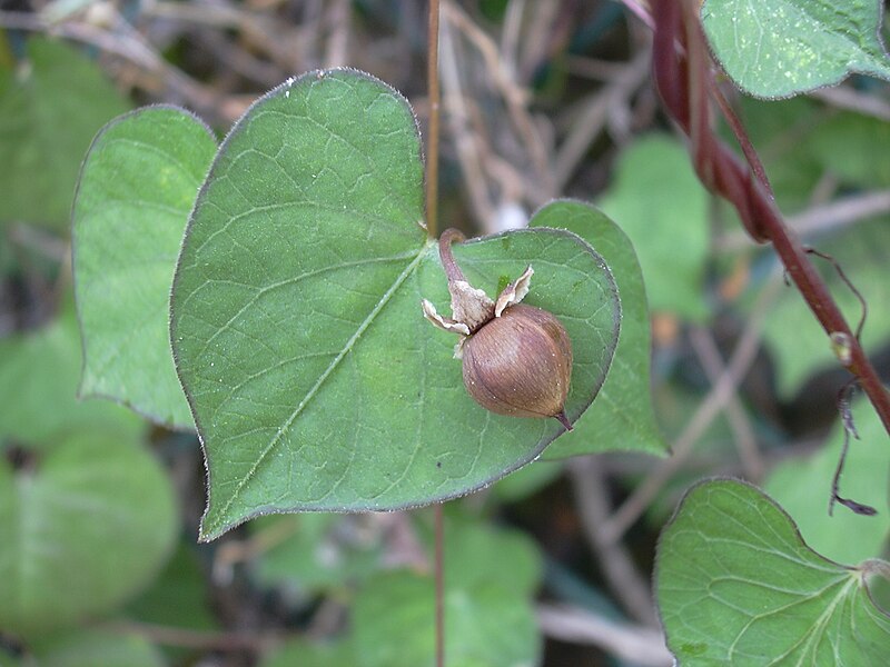 File:Starr 030612-0055 Ipomoea obscura.jpg