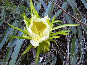 Rigid 030702-0004 Hylocereus undatus.jpg