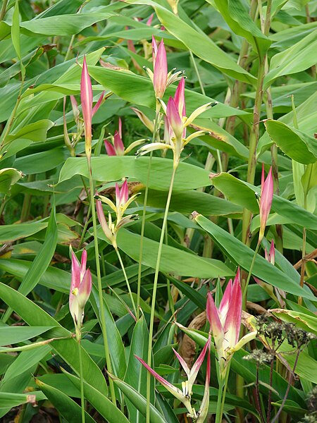 File:Starr 080716-9411 Heliconia psittacorum.jpg