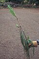 Foliage. Cultivated, Hawaii.