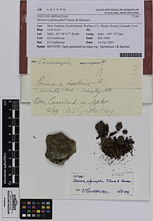 Steinera polymorpha P.James and Henssen (AM AK191959).jpg