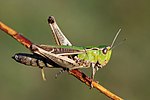 Stenobothrus lineatus – Weibchen