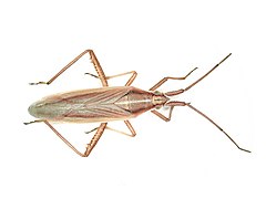 Stenodema calcarata