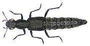 Miniatura para Stenus binotatus