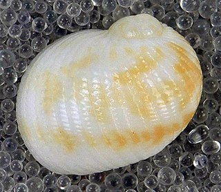 <i>Stigmaulax</i> Genus of gastropods