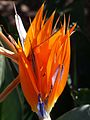 29 Strelitzia erl.