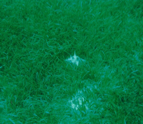 Seagrass bed with dense turtle grass (Thalassia testudinum) and an immature queen conch (Eustrombus gigas)