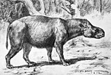 Restoration of the Oligocene-Miocene hornless rhinoceros Diceratherium. Robert Bruce Horsfall (1913). Subhyracodon tridactylus.jpg