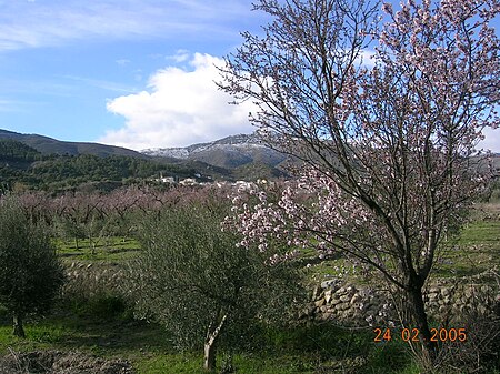 Suflí (Almería, España - 2005).jpg