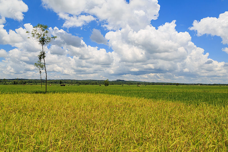 File:Sukoharjo-Regency Indonesia Rice-paddy-01.jpg