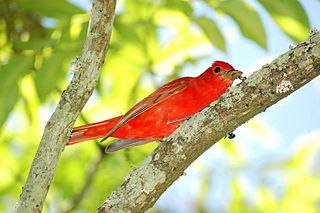 Summer tanager Species of bird