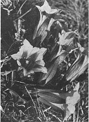 Svišči (Gentiana Clusii P. et S.) se prebujajo ob jutranjem solncu na Mrzli Planini pod Vel. Kozjem 1939.jpg