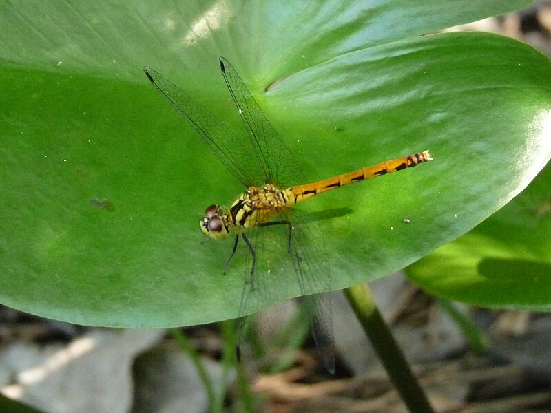 File:Sympetrum parvulum.JPG