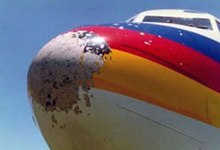 Photo of the nose of the 737 a day after the incident at the levee, showing the hail damage. TACA 110 hail damage.jpg