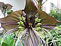 Tacca chantrieri3.JPG