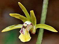 Tainia elliptica