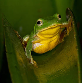 Taipei tree frog - Rhacophorus taipeianus.jpg