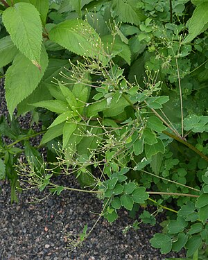 Tall Meadow-Rue (Thalictrum pubescens)