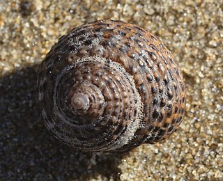 <i>Tegula eiseni</i> Species of gastropod
