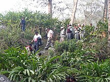 Forced labor in Nepal is commonly seen in agriculture. Tehrathum cash crop cardamom.JPG