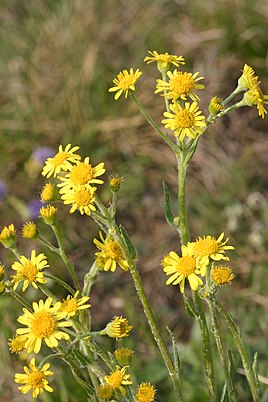 типовий вид Tephroseris integrifolia