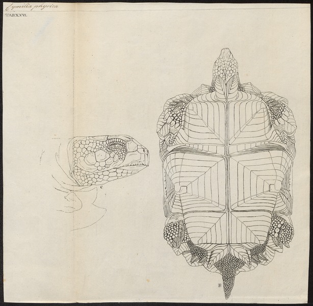 File:Testudo sulcata - 1700-1880 - Print - Iconographia Zoologica - Special Collections University of Amsterdam - UBA01 IZ11600059.tif