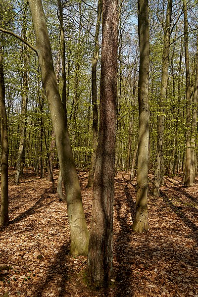 File:Texel - De Dennen - Budding Beeches - View NE II.jpg