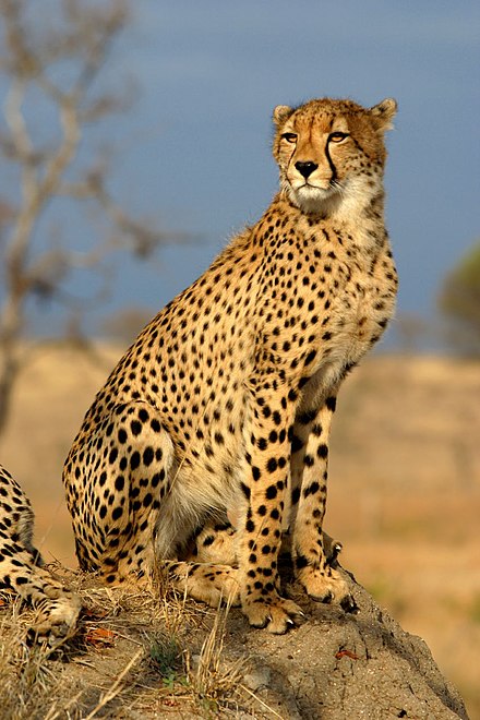 Cheetah sitting on a mound in Sabi Sand Game Reserve, South Africa