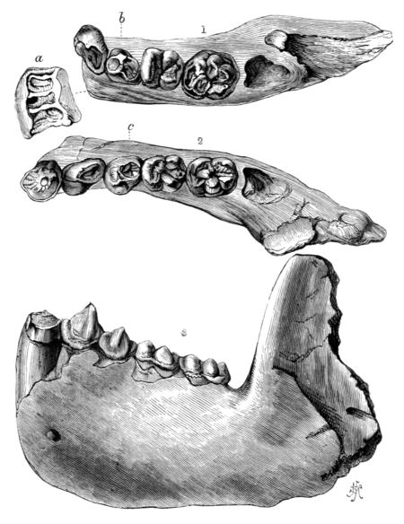 The Geologist, volume 5, plate 5, figures 1, 2 and 3.png