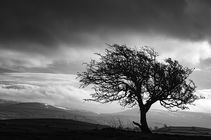 File:The Tree On The Hill - geograph.org.uk - 5302330.jpg