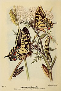 Papilio Machaon