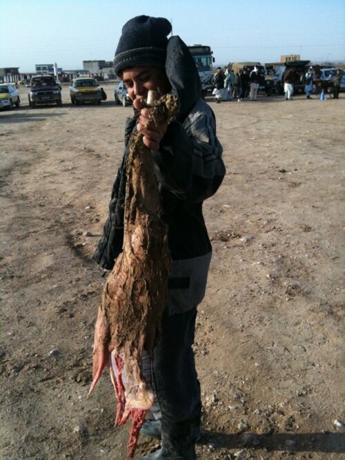 The headless carcass of a goat used in buzkashi