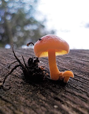 The life cycle on a tree trunk. Flammulina velutipes mushroom.